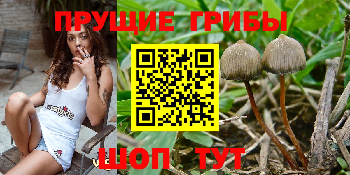 Шарыпово  Псилоцибиновые грибы GOLDEN TEACHER  Псилоцибиновые грибы GOLDEN TEACHER  Вход с VPN 